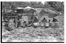 Cucumber pickers