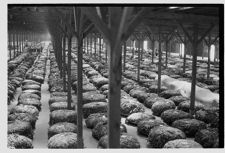 Tobacco arriving at a warehouse 