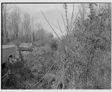 Clearing land 