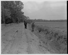 Men in pine tree field 