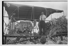 Tobacco harvesting 