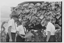 Tobacco harvesting 