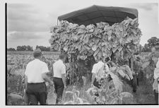 Tobacco harvesting 