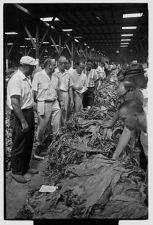 Tobacco Market