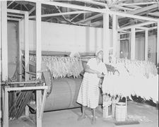 Tobacco factory and workers 