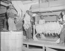 Tobacco factory and workers 