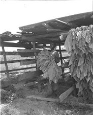 Tobacco factory and workers 