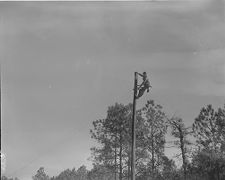 Men putting up electricity poles 