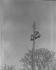 Men putting up electricity poles 