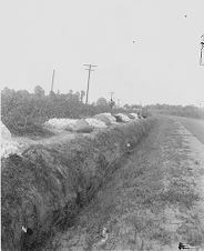 African American children picking cotton 