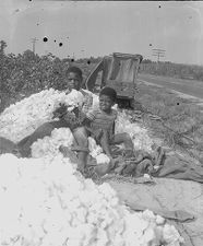 African American children picking cotton 