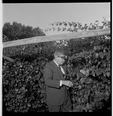 Man picking grapes 