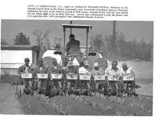 Tobacco transplanting