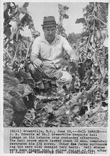 Hail damage to crops