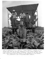 Harvesting first tobacco