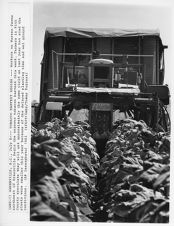 Tobacco harvesting