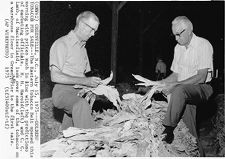 Tobacco market