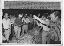 Tobacco market opening