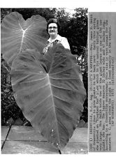 Elephant ear plant leaves