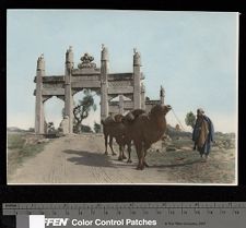 Camels in China