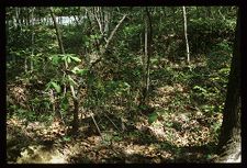 Vegetation. Color photo. 