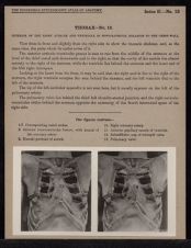 Thorax - no. 12