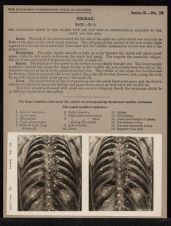 Thorax. Back - no. 3