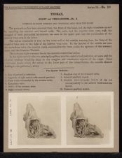 Thorax. Heart and Pericardium - no. 6