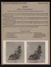 Thorax. Heart and Pericardium - no. 7