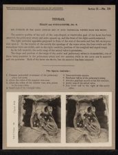 Thorax. Heart and Pericardium - no. 9