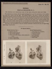 Thorax. Heart and Pericardium - no. 11