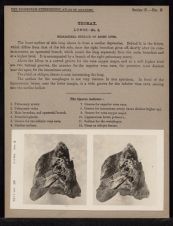 Thorax. Lungs - no. 3