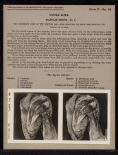 Upper Limb. Scapular Region - no. 2