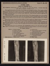 Upper Limb. Front of Forearm - no. 1