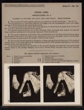 Upper Limb. Articulations - no. 2