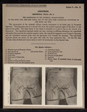 Abdomen. Abdominal Wall - no. 2