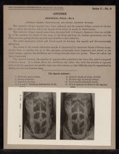 Abdomen. Abdominal Wall - no. 4