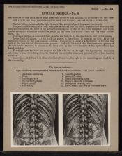 Lumbar Region - no. 3