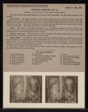 Lumbar Region - no. 4