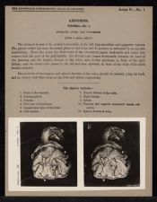 Abdomen. Viscera - no. 1