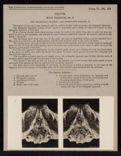 Pelvis. Male Perineum - no. 3