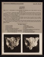 Abdomen. Pelvis - no. 8