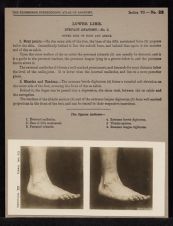 Lower Limb. Surface Anatomy - no. 5