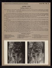 Lower Limb. Gluteal Region - no. 1