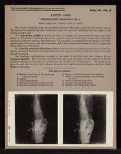 Lower Limb. Articulations. Knee-Joint - no. 1