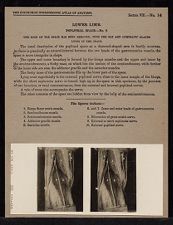 Lower Limb. Popliteal Space - no. 2