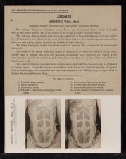 Abdomen. Abdominal Wall - no. 4