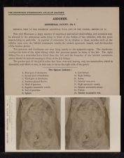 Abdomen. Abdominal Cavity - no. 7