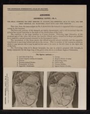 Abdomen. Abdominal Cavity - no. 9