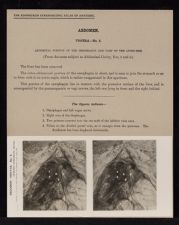 Abdomen. Viscera - no. 5